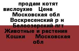 продам котят вислоухие › Цена ­ 3 000 - Московская обл., Воскресенский р-н, Белоозерский пгт Животные и растения » Кошки   . Московская обл.